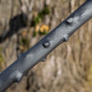 Irish Blackthorn Walking Staff