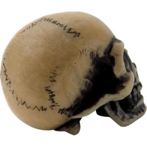 Lapillus Worry Skull