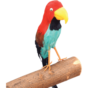Pirate's Parrot
