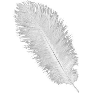 White Ostrich Feather Plume