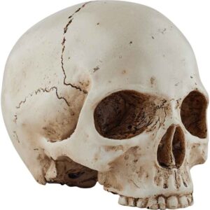 Skull Head