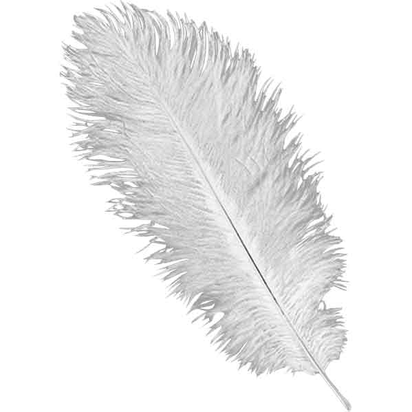 White Ostrich Feathers