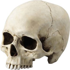 Jawless Skull Statue