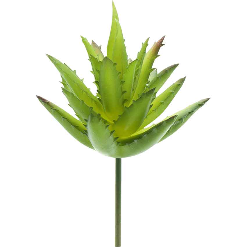 Fairy Garden Aloe Plant with Stake