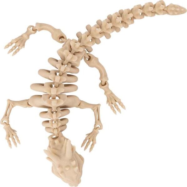 Small Articulated Dragon Skeleton