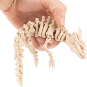 Small Articulated Dragon Skeleton